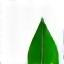 Ein Blatt-Symbol